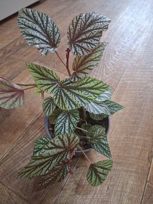 Бегония , 3 сорта