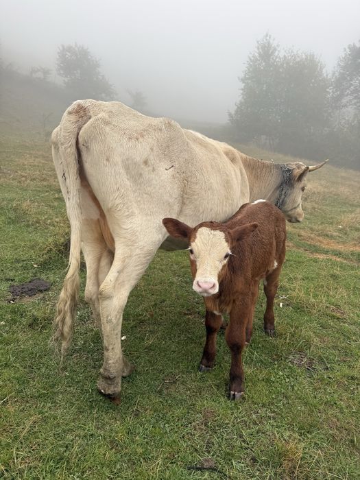 Vand juninca la prima fătare