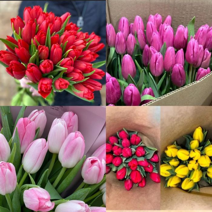 Тюльпаны оптом и в розницу город Павлодар