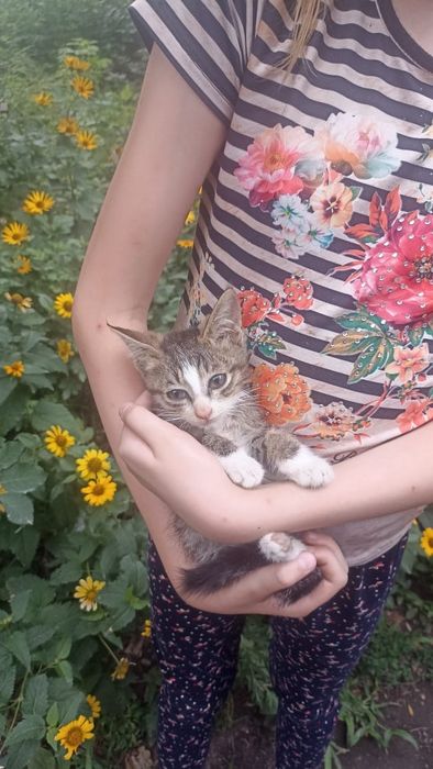 Котята в добрые руки