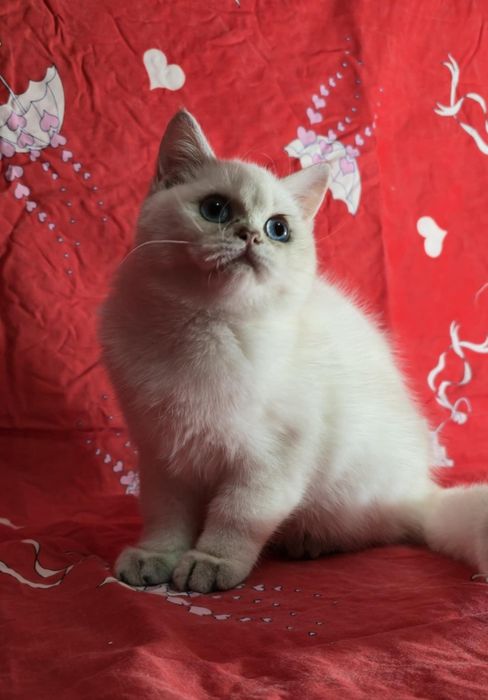 British alba cu ochi albastri