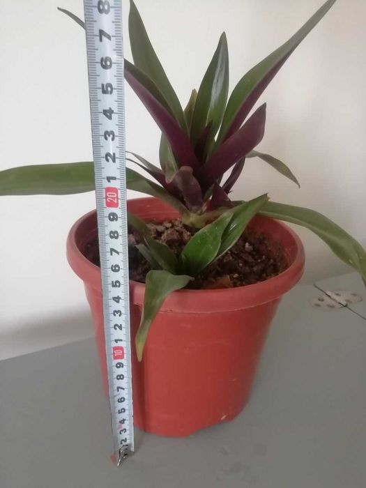 Барвинок пестролистный,  РЕО, папоротник , каланхое лечебный