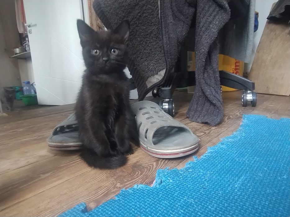 Котята крысыловы
