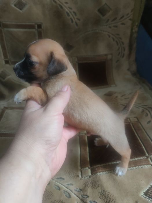 Щенок чихуахуа мальчик