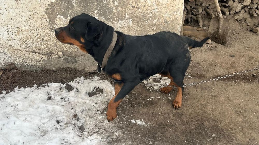 Продам! порода ротвейлер