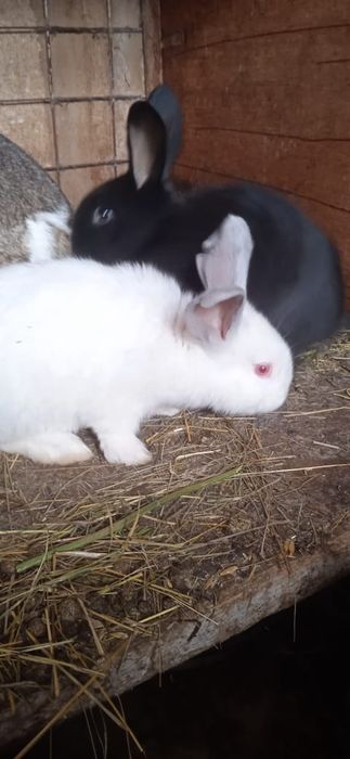 Кролики 1,5 месячные