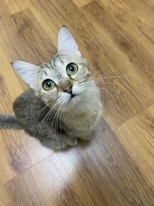 Котята, котенок, девочка