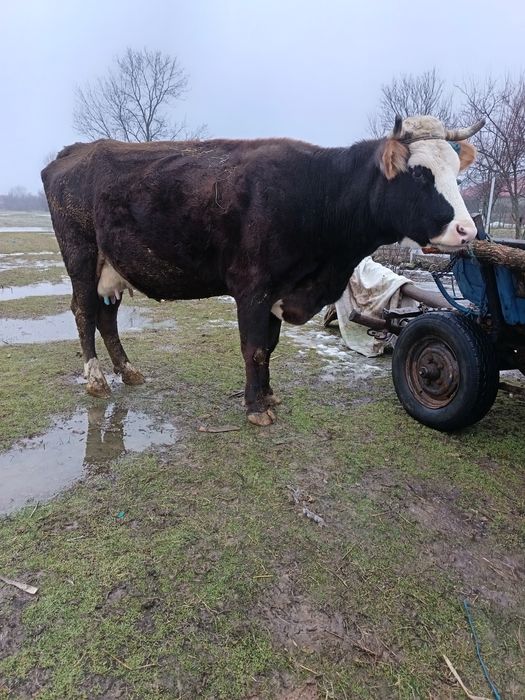 Vând vaca tânără