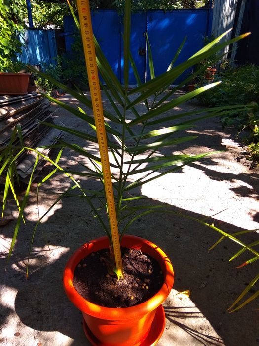 Финиковая пальма