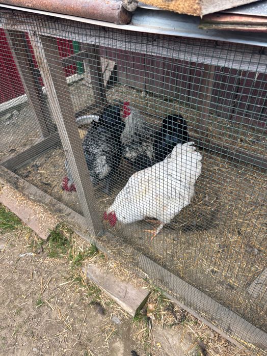 Cocosi Voinici si Sanatosi