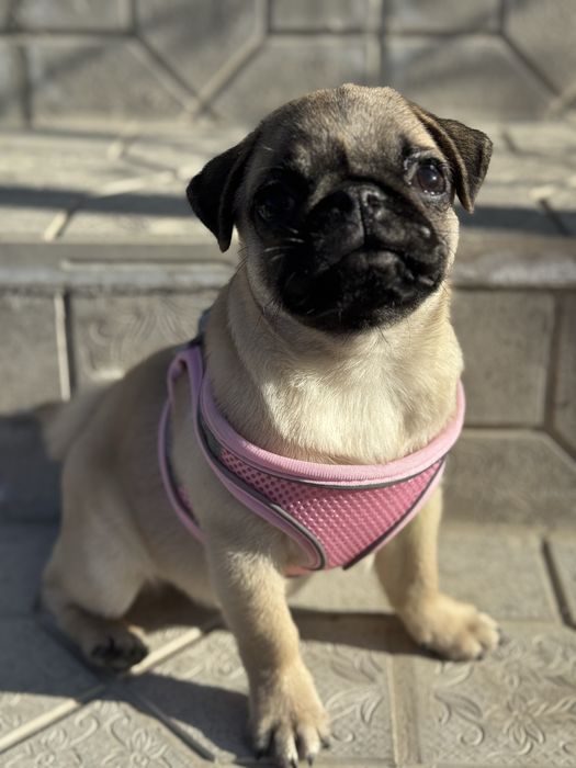 Продается мопсик