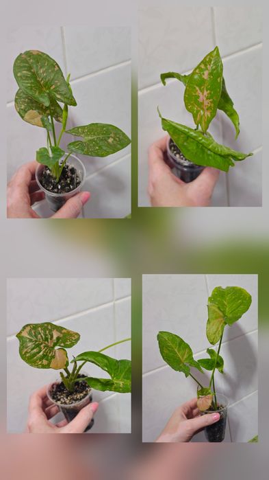 Сингониумы Syngonium