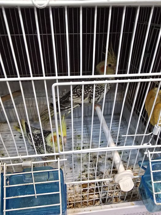 Попугаи корелла 2