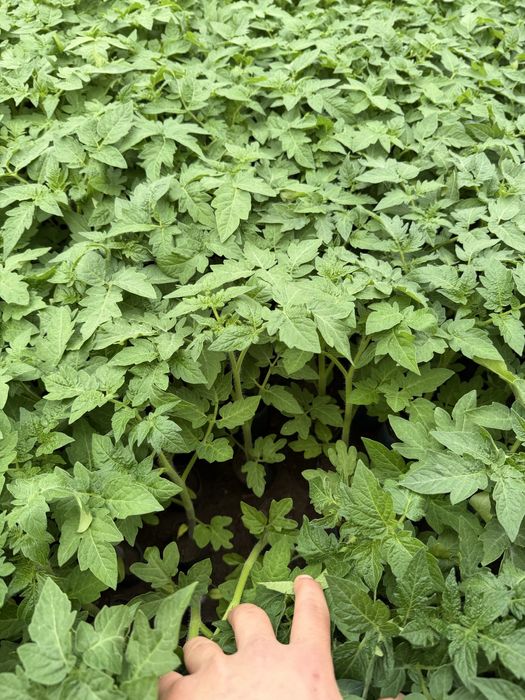 Rasaduri  de vanzare