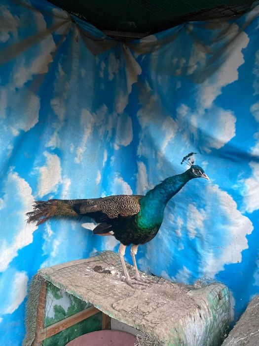 Продается павлин самец