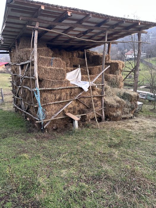 Baloti fan otava calitate