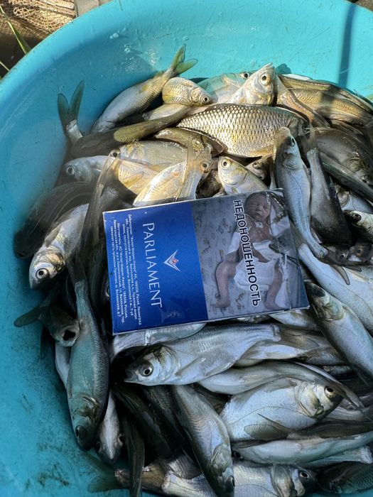 Малек. (Сиголетка)