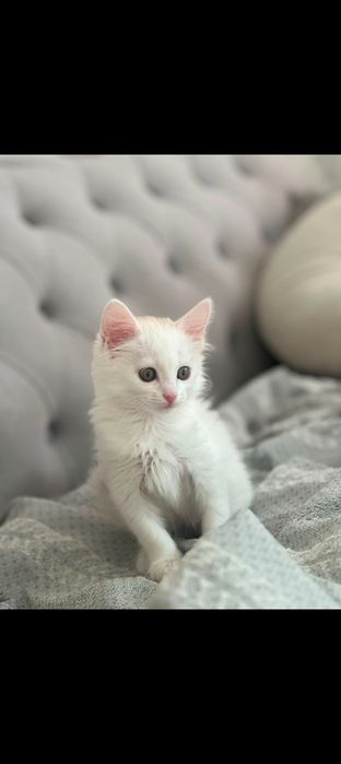 Отдам котенка в добрые руки