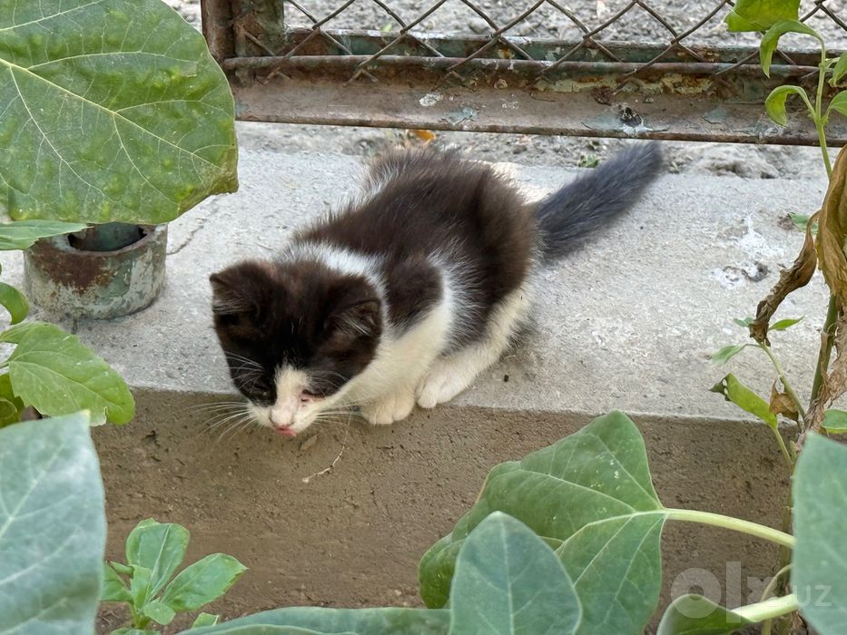 Отдам котят в хорошие руки