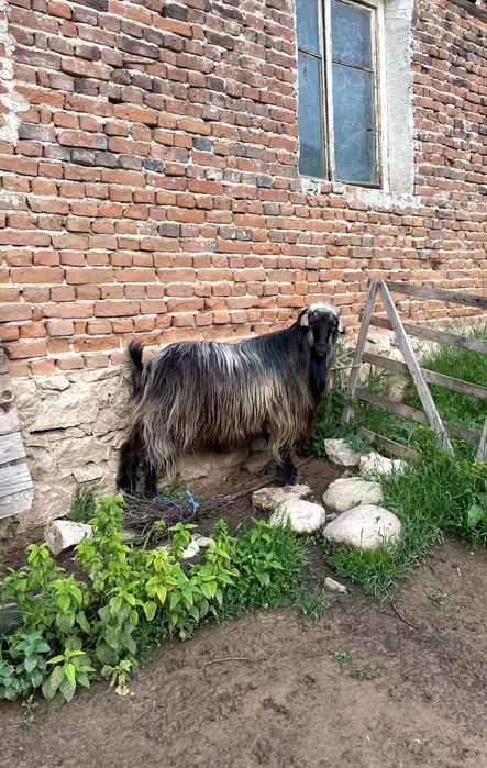 пръч за продаване