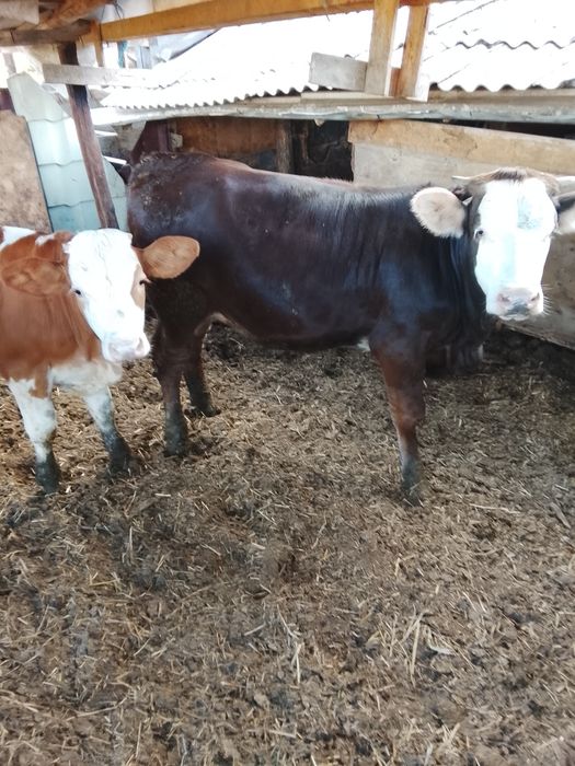 Vând 4 vițele bălțate
