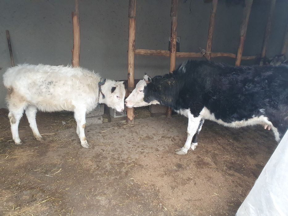 Она бола сигир сотилади Шофирконда