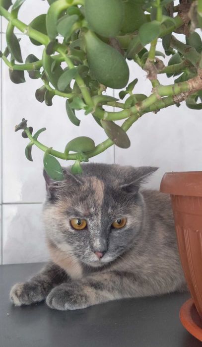 Передержка кошек котят