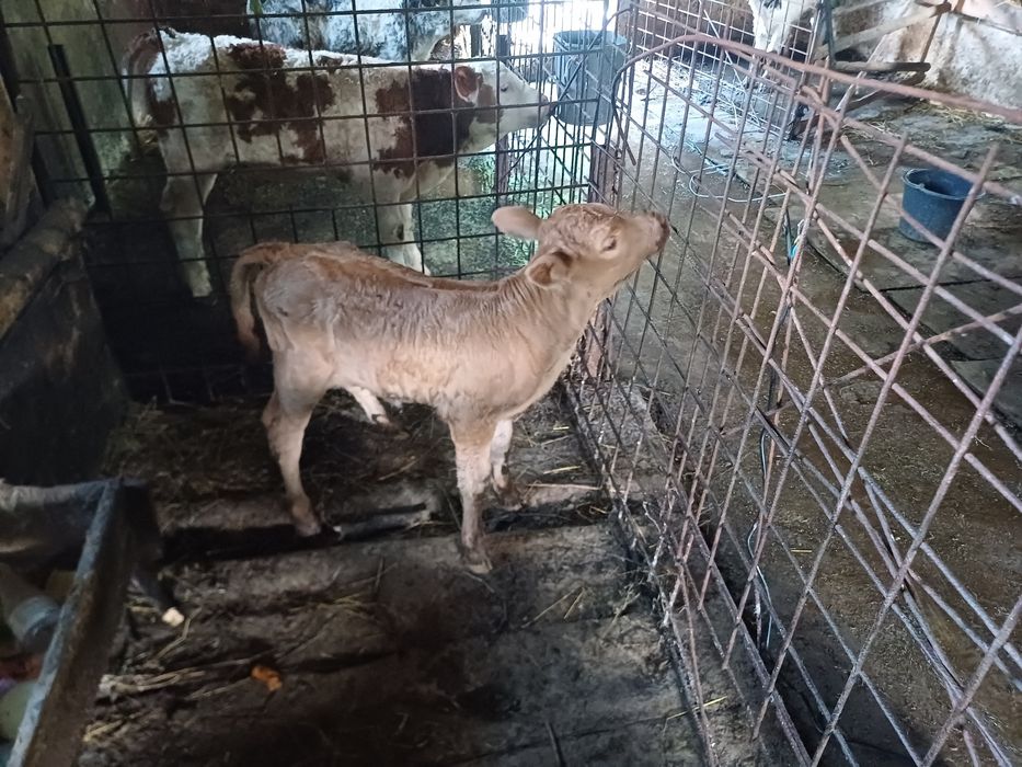 Vând vițel balțat!