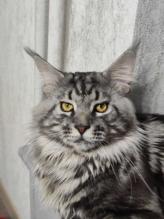 Кот породы МЕЙН-КУН, клубный, приглашает дам на вязку