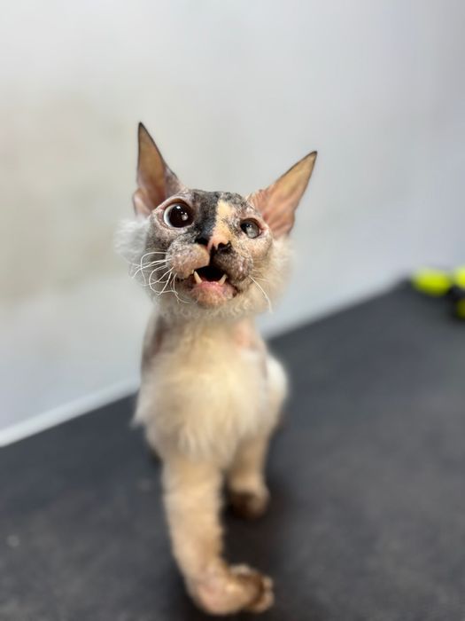 Потерялась кошка