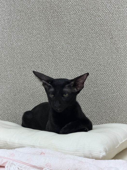 Продам ориентального котенка
