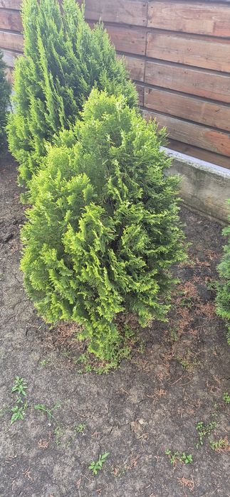 Arbori decorativi Tuia Aurea Nana