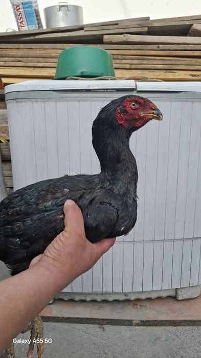 Дакан сатылады 3 штук