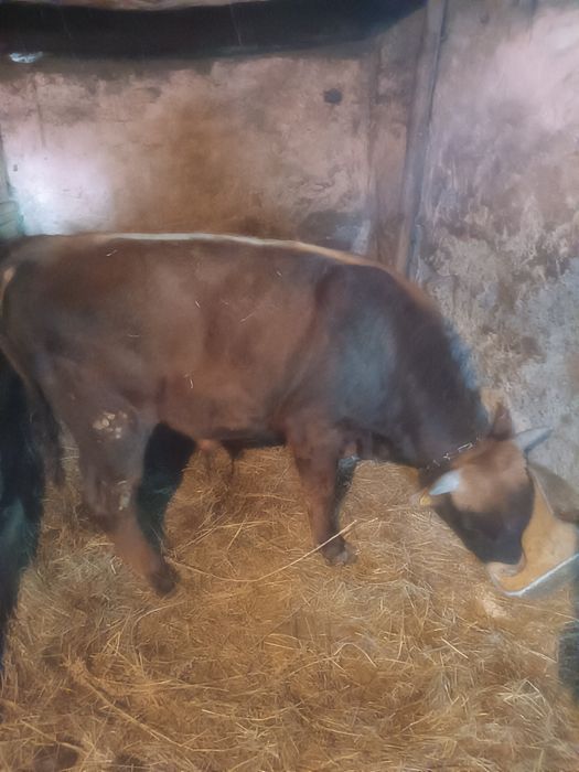 Продам двоих быков