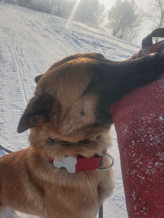 Продам суку бельгийской овчарки