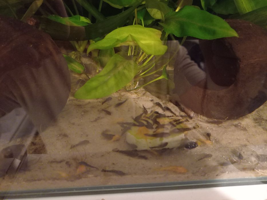 Pui de Ancistrus