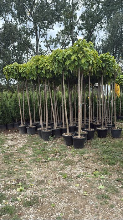 Copaci ornamentali catalpa , mesteacan