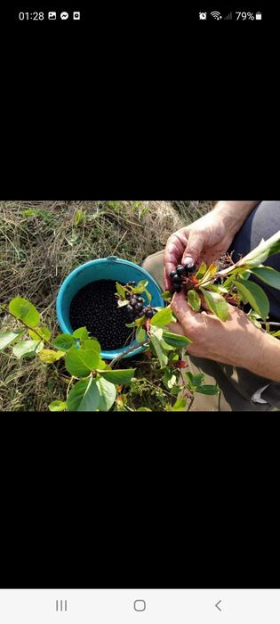 Aronia gem de  casa