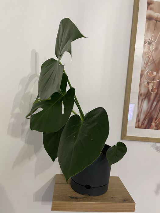 Monstera Deliciosa 60 cm , Plante verzi