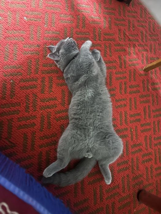 British strite erke mushu sotiladi soglom nasil osa boladi judayam aqi