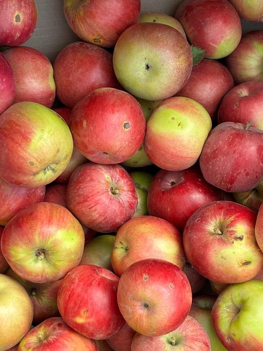Продажа яблок оптом с сада