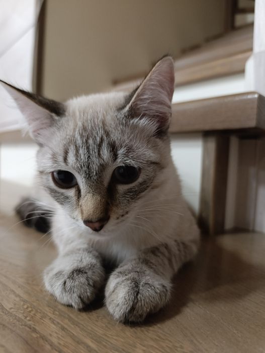 Котенок подросток