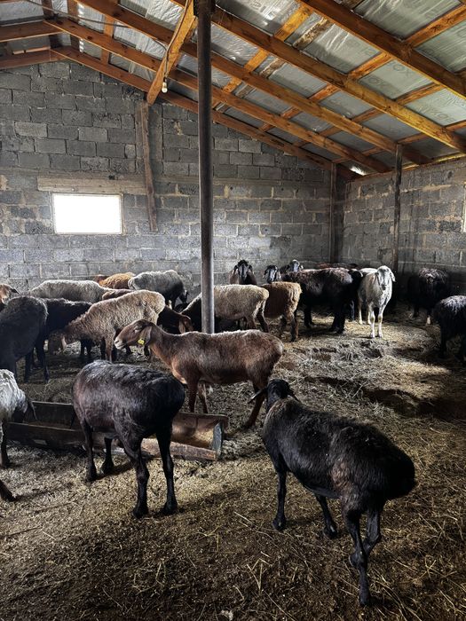 Кой токты сатамын