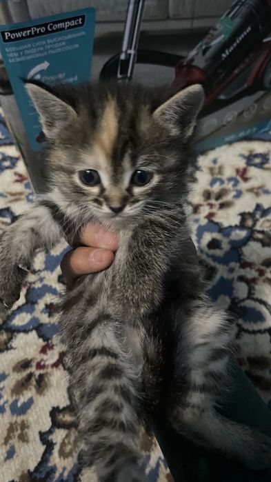 Котенки в добрые руки