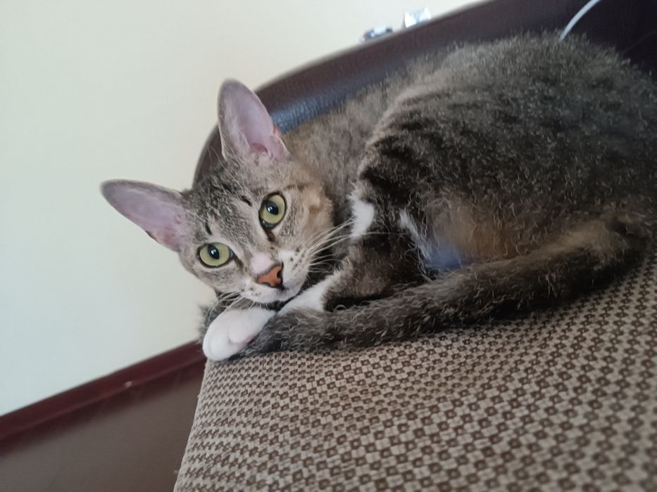 Отдам кошку в хорошие руки