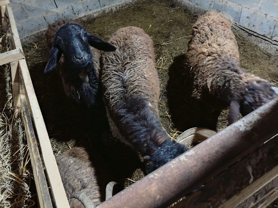 Тохты сатылады 6 бас