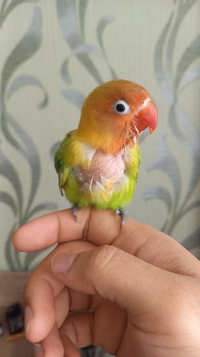 ручной папугай сотилади