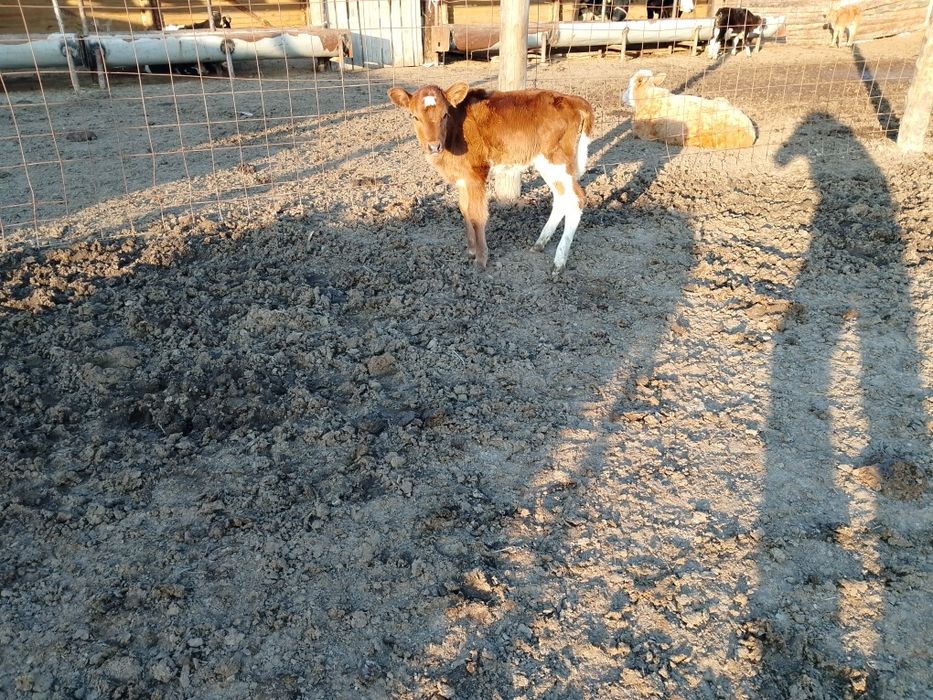 Бузаулы сиырлар сатылады