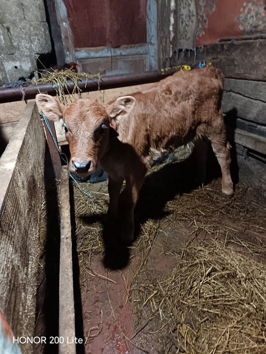 Vitei de lapte   mai multe detalii la telefon