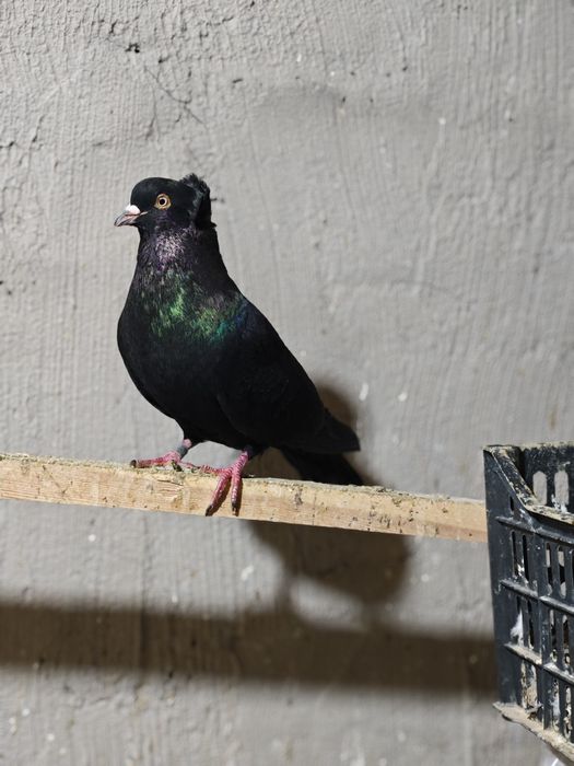 kaptar kabutar golubi golubey kaptarla kabutarlar turkman bakinski
